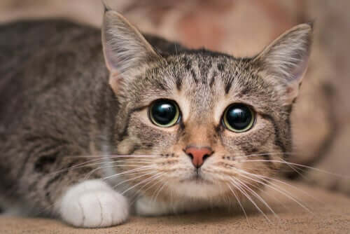 i controlli di routine dal veterinario sono la miglior forma di prevenzione contro i problemi oculari nei gatti