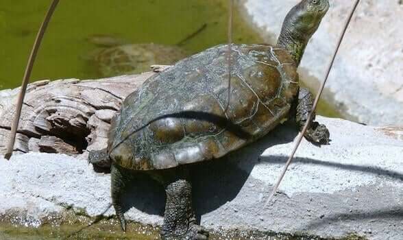 La tartaruga palustre mediterranea è una delle tartarughe della Spagna più diffuse.