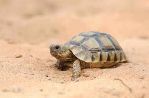 Sapevate che in Spagna vivono ben 5 specie di tartarughe?