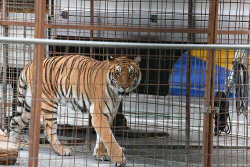 Malattie comuni nei felini selvatici in cattività