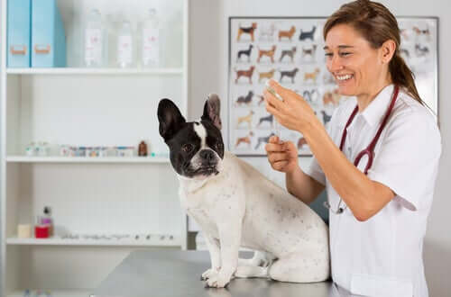 Vaccinazioni per i cani