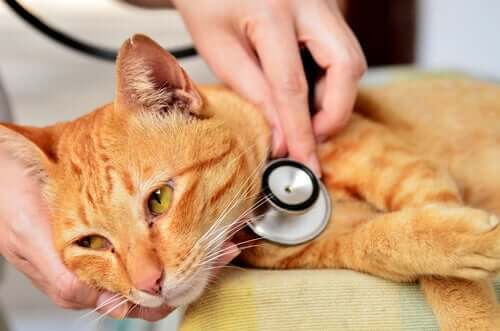 Un veterinario esamina un gatto