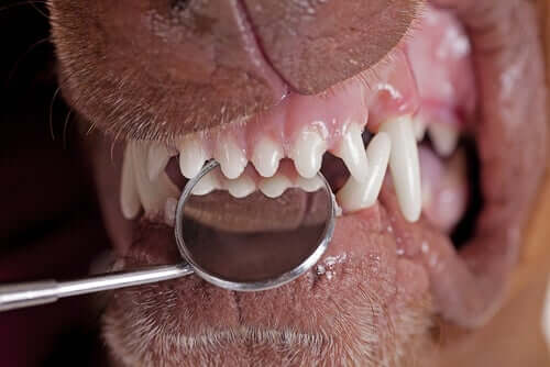 Visita ai denti del cane