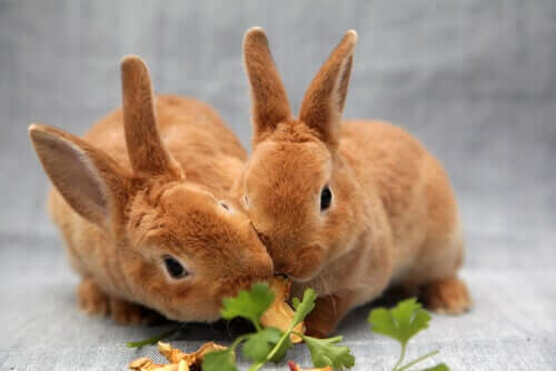 9 cibi che sono pericolosi per i conigli