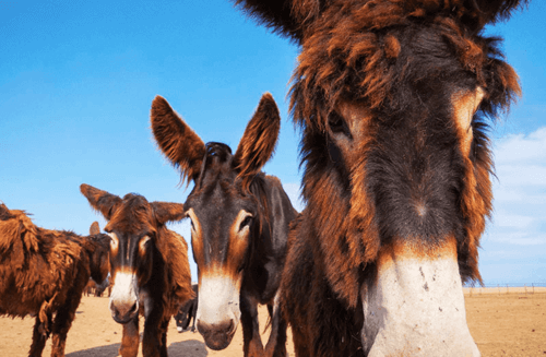 Asini e cavalli della Sardegna: 5 razze uniche e bellissime