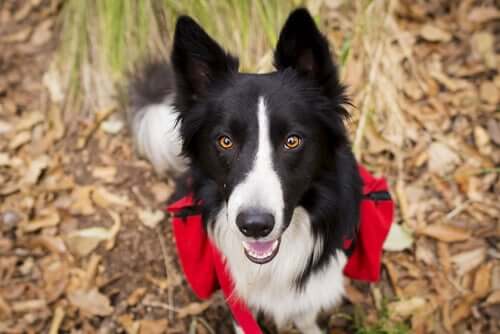 Border Collie nella natura