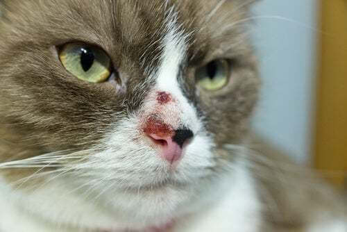 Cancro della pelle nei gatti: cause e trattamento