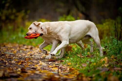Labrador che giocano in un bosco