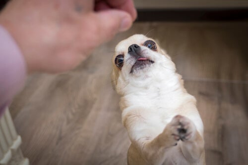 Va bene dare la spirulina ai cani?