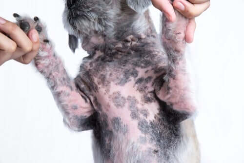 Come curare la dermatite allergica nei cani