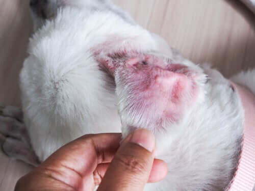 l'otite esterna può insorgere in caso di dermatite allergica nei cani