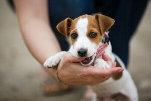 6 consigli per avere un cane educato