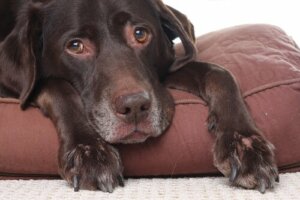 I cani possono avere mal di testa?