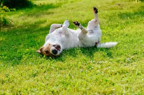 I cani amano rotolarsi nell'erba