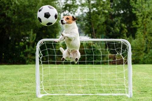 Cane che gioca a calcio