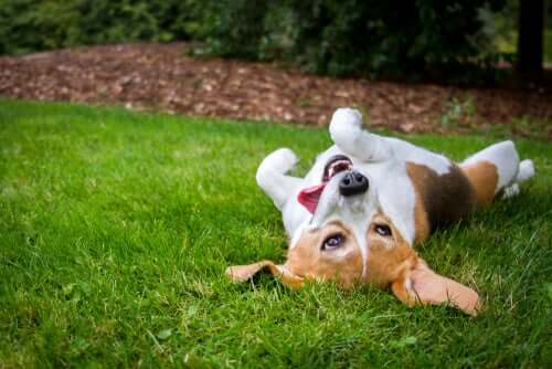 Perché i cani si rotolano nell'erba?