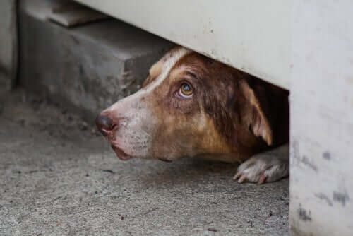 spesso i cani si nascondono a causa dell'ansia o di una malattia