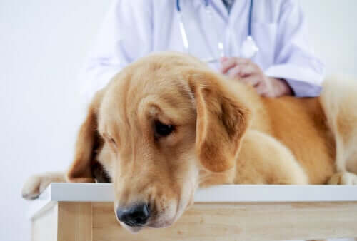 Cane sottoposto a visita veterinaria