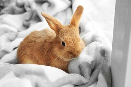 Come prendersi cura di un coniglio nano