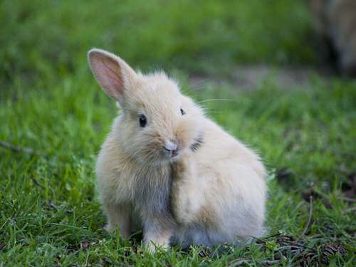 La rogna nei conigli: sintomi e trattamento