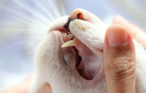 Cosa bisogna sapere sui denti dei gatti?
