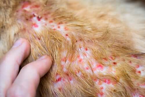 la dermatite allergica nei cani può essere dovuta alle punture di pulci