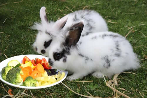 Dieta sana per i conigli