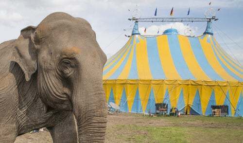 Elefante da circo