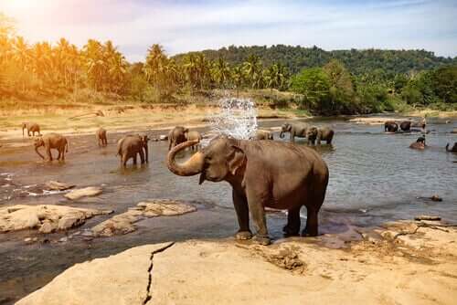 Elefanti in natura presso un fiume