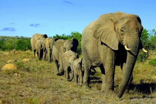 Gli elefanti sono animali sociali che vivono in gruppo
