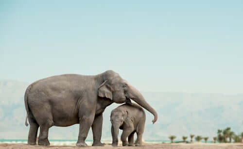 Comportamenti curiosi degli elefanti in libertà