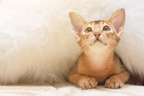 Gatto abissino sotto la coperta