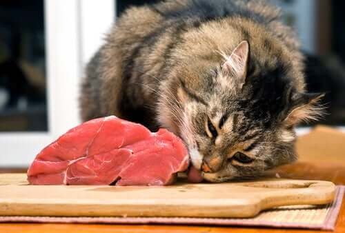 Gatto che mangia carne cruda