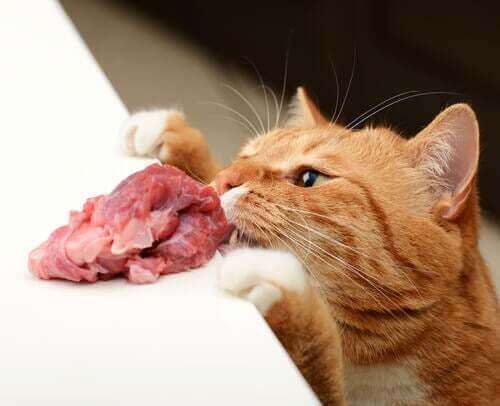 Gatto che mangia carne