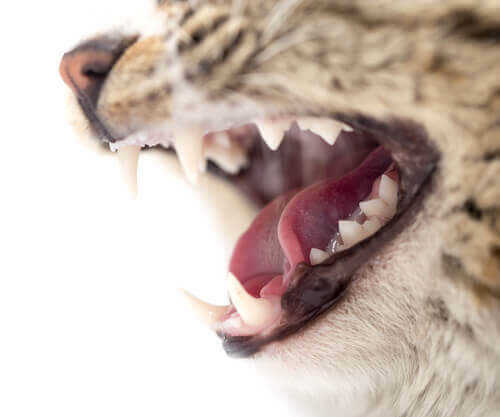 Gatto che mostra i denti