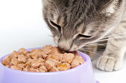 Cibo umido nella corretta alimentazione per un gatto con tumore