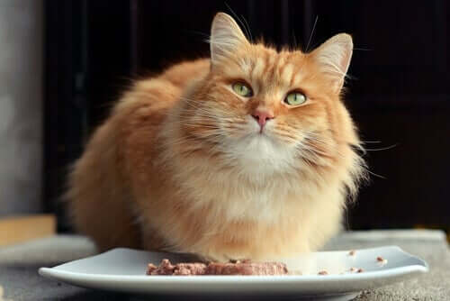 il controllo dell'alimentazione è un fattore molto importante nella prevenzione e nel trattamento del diabete nei gatti