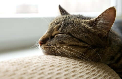 Gatto che dorme con la testa sul divano
