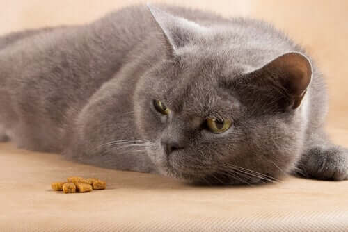 alimentare correttamente un gatto ammalato può modificare positivamente il decorso di una patologia
