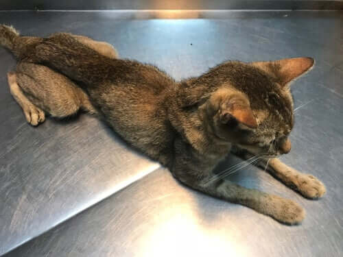 gatto magrissimo dal veterinario