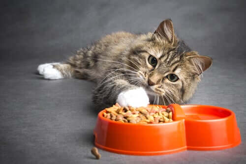 La corretta alimentazione per un gatto con tumore