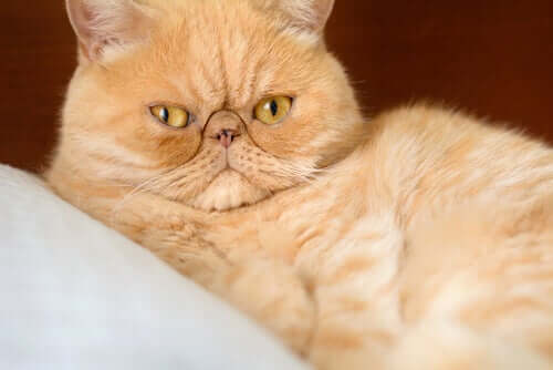 il gatto persiano presenta una predisposizione a soffrire di rinite cronica e di problemi oculari