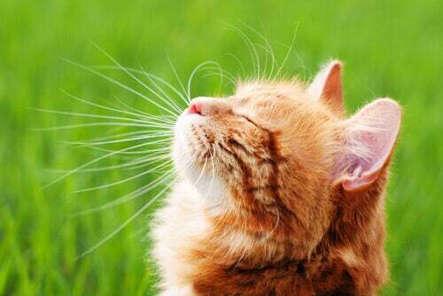 Come rafforzare il sistema immunitario dei gatti?