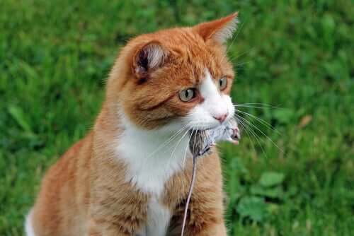 Gatto che mangia un topo