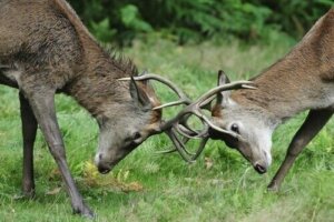 La competitività tra specie non carnivore