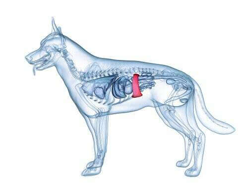 Milza cane: disegno anatomico del cane