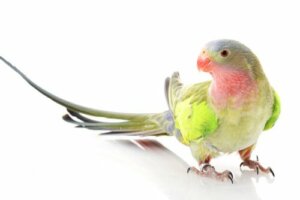 Parrocchetto della regina Alessandra: un uccello dal nome regale