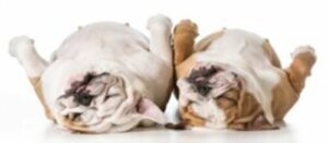 5 motivi per cui i cani russano: scopriteli qui