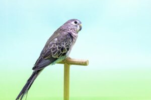 Parrocchetto di Bourke: habitat e alimentazione