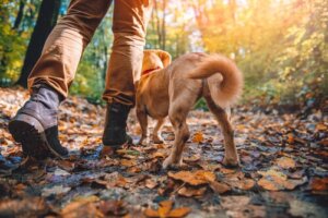 Razze di cani adatte per il trekking